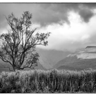 La photo. "Plein Est"
