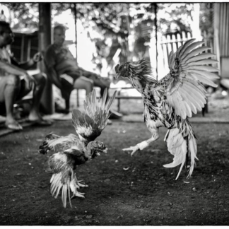 La photo. "Bataille coq"