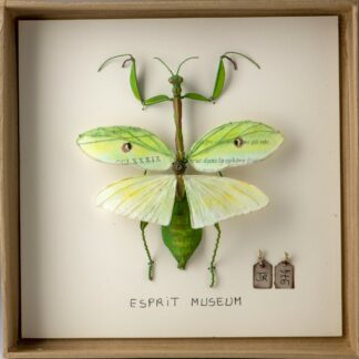 La boîte à insectes. "Esprit muséum"