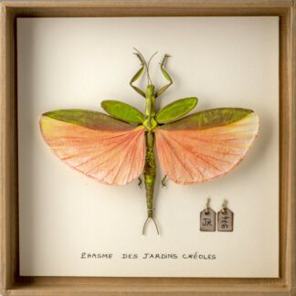La boîte à insectes. "Phasme des jardins créoles"
