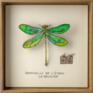 La boîte à insectes. "Demoiselle de l'étang"