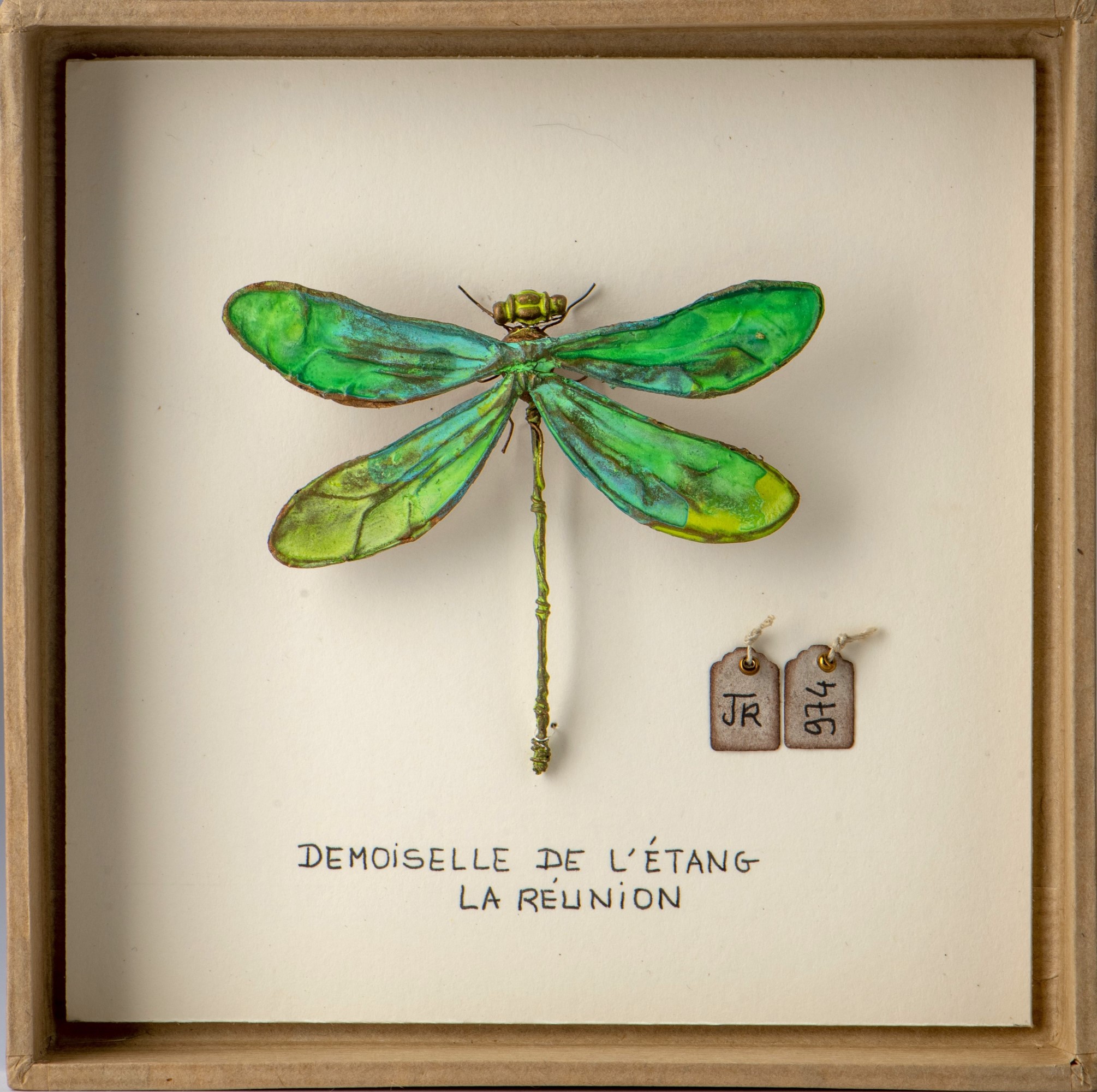 La boîte à insectes. "Demoiselle de l'étang"