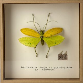 La boîte à insectes. "Sauterelle fleur - ylang-ylang"