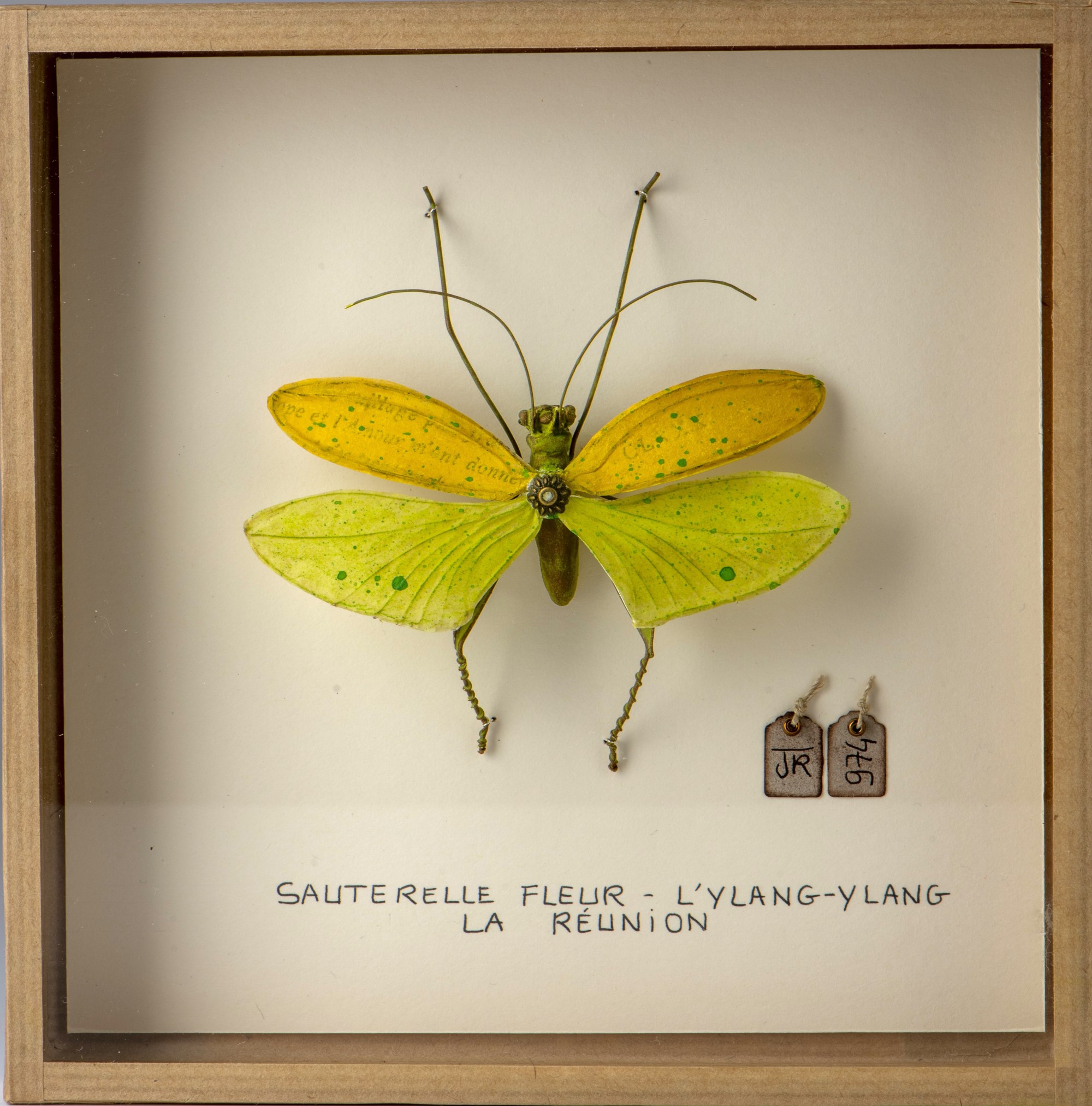 La boîte à insectes. "Sauterelle fleur - ylang-ylang"