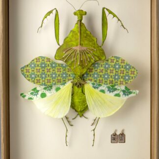 La boîte à insectes. "Mantidae en habit de printemps"