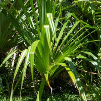 DSC_9621-copie.jpg