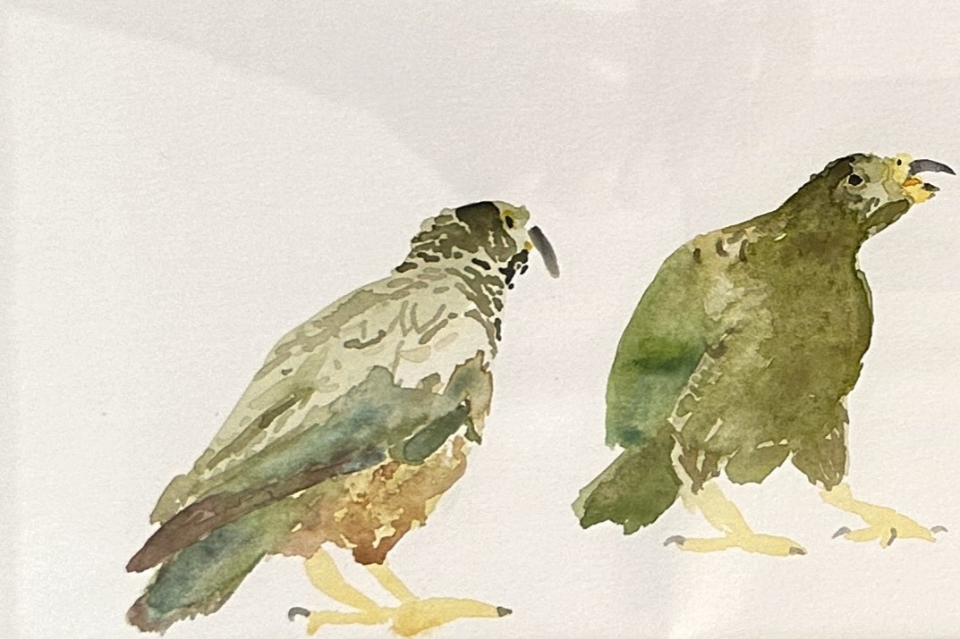L'aquarelle. "Kéas jouant avec un plot" – Image 3