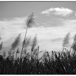La photo. "Flèr kann".