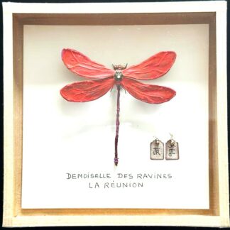 La boîte à insectes. "Demoiselle des ravines"